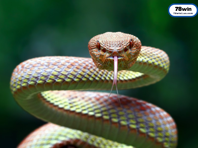 Sổ Mơ Lô Đề Mơ Thấy Rắn Đánh Con Gì Chính Xác Nhất